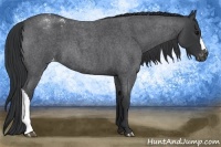 Horse Color:Blue Roan Varnish 