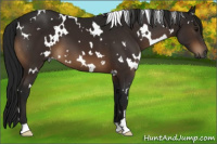 Horse Color:Gray White Spotted Brown 