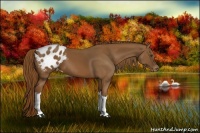 Horse Color:Chestnut Blanket
