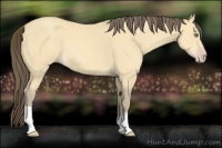 Horse Color:Amber Cream Champagne