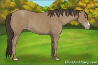 Horse Color:Classic Champagne 