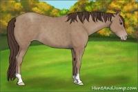 Horse Color:Classic Champagne 