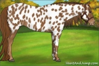 Horse Color:Chestnut Near Leopard 