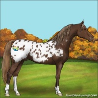 Horse Color:Liver Chestnut Appaloosa 