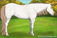 Horse Color:Classic Cream Champagne Ice Pearl Tobiano 