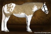 Horse Color:Chocolate Palomino Dun Sabino Splash Appaloosa
