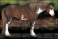 Horse Color:Liver Chestnut Sabino Appaloosa 
