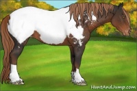 Horse Color:Liver Chestnut Appaloosa