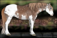Horse Color:Liver Chestnut Sabino Splash Appaloosa 
