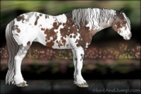 Horse Color:White Spotted Liver Chestnut Sabino Appaloosa 