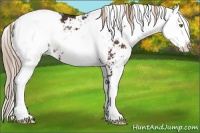 Horse Color:Liver Chestnut Sabino Appaloosa 