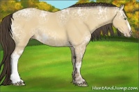 Horse Color:Amber Cream Champagne Ice 