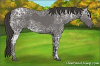 Horse Color:Smoky Black Ice 