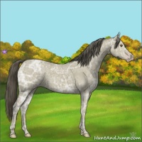 Horse Color:Classic Cream Champagne Ice 