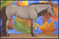 Horse Color:Classic Champagne Roan Appaloosa 