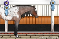 Horse Color:Bay Roan Sabino Appaloosa 
