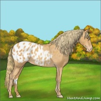 Horse Color:Gold Champagne Appaloosa 