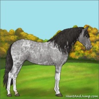 Horse Color:Smoky Blue Ice Roan 