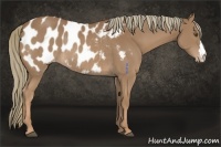 Horse Color:Chestnut Appaloosa Rabicano