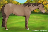Horse Color:Classic Champagne 
