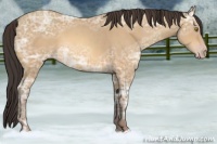Horse Color:Amber Champagne Ice 