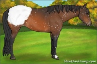 Horse Color:Bay Snowcap