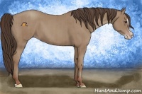 Horse Color:Classic Champagne  and Classic Champagne Splash 