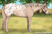 Horse Color:Gold Champagne Splash Appaloosa 