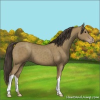 Horse Color:Classic Champagne 