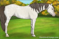 Horse Color:Classic Cream Champagne Ice Dun 