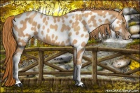 Horse Color:Gold Champagne Appaloosa 