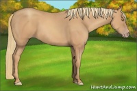 Horse Color:Gold Champagne 
