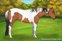 Horse Color:Bay Tobiano 