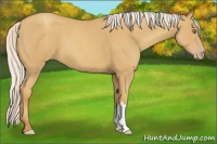 Horse Color:Silver Classic Champagne 