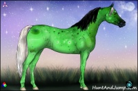 Horse Color:ERROR: UNKNOWN ANOMALY