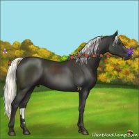 Horse Color:Liver Chestnut Rabicano 