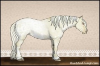 Horse Color:Watercolor White Spotted Silver Buckskin Chinchilla Ice Pearl Dun 
