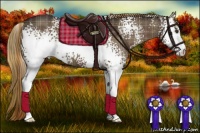 Horse Color:Plaid  White Spotted Liver Chestnut 