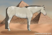 Horse Color:Classic Cream Champagne Ice 