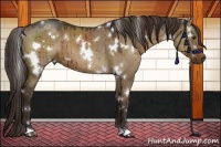 Horse Color:White Spotted Liver Red Dun 