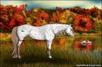 Horse Color:Red Roan Appaloosa
