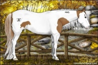 Horse Color:Chestnut Splash Tobiano