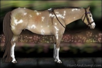 Horse Color:White Spotted Liver Red Dun 