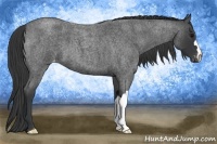 Horse Color:Blue Roan Appaloosa 