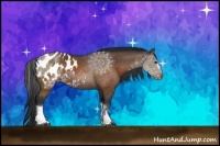 Horse Color:Brown Appaloosa 