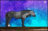 Horse Color:Black Sabino Rabicano 