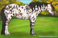 Horse Color:Sable Champagne Appaloosa and Brown Appaloosa