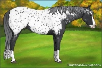 Horse Color:Black Chinchilla Splash Appaloosa