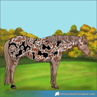 Horse Color:Chestnut Appaloosa 