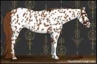 Horse Color:Chestnut Appaloosa